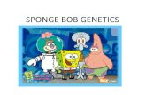 SPONGE BOB GENETICS...4. One of SpongeBob’s cousins, SpongeBillyBob, recently met a cute squarepants gal, SpongeGerdy, at a local dance and fell in love. Use your knowledge of genetics