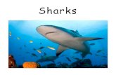 Sharks - Free Kids Books shark, which is a tiger shark and which is a great white shark. 3 . Sharks