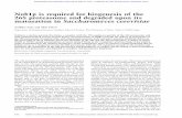 Nob1pisrequiredforbiogenesisofthe ...genesdev.cshlp.org/content/16/24/3142.full.pdf · Nob1pisrequiredforbiogenesisofthe 26Sproteasomeanddegradeduponits maturationinSaccharomyces