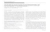 Morphological characterization of electrophysiologically and immunohistochemically ...zlab.rutgers.edu/modules/research/duque_et_al_2007_1.pdf · Alvaro Duque Æ James M. Tepper Æ