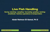 Live Fish Handlingfishconsult.org/wp-content/uploads/2014/11/Live-Fish-Handling-Durin… · sufficient especially when done in earthen ponds and/or applied to hard to catch fish (e.g.