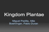 Kingdom Plantae - miguelangelpadilla.weebly.com€¦ · Kingdom Plantae Miguel Padilla, Allie Boehringer, Pablo Duran. Anthophyta • consists of flowering plants - the pistil - the