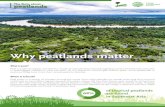 Why peatlands matter Photo: Nanang Sujana/CIFORPhoto: Nanang Sujana/CIFOR The facts about peatlands. Why are peatlands important? Millions of people around the world depend on peatlands