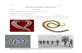 Weebly · Web viewPhylum Nematoda: Roundworms Domain: Kingdom: Learning Objectives: *Refer to Kingdom Animalia Unit Plan Text page: 373 * This is required reading.-Roundworms belong