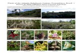 459-01 Plants of Tabatinga · 2014. 10. 15. · Sapium glandulosum 52 EUPHORBIACEAE Plant formation:Lowland semideciduous seasonal forest 54 Andira fraxinifolia FABACEAE Plant formation:
