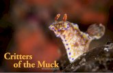 Critters of the Muck - X-Ray Mag...places include Indonesia’s Lembeh Strait, many parts of the Philippines, and the shallow waters right off Papua New Guinea. Muck diving occurs