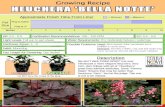 Heuchera 'Bella Notte' - Terra Nova Nurseries, Inc. · Heuchera 'Bella Notte'.psd Author: joshs Created Date: 1/8/2019 3:32:56 PM ...