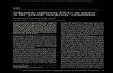 Eukaryotic regulatory RNAs: an answer to the ‘genome ...genesdev.cshlp.org/content/21/1/11.full.pdfREVIEW Eukaryotic regulatory RNAs: an answer to the ‘genome complexity’ conundrum