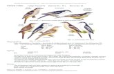Varied Triller Species No.: 431 Band size: 03 · 2015. 11. 30. · Varied Triller Lalage leucomela Species No.: 431 Band size: 03 Morphometrics: Four subspecies in Australia – the