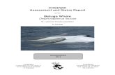 Beluga Whale,Delphinapterus leucas · 2015. 10. 19. · Assessment Summary – November 2014 Common name Beluga Whale - St. Lawrence Estuary population Scientific name Delphinapterus