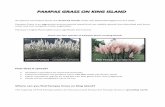 declared weeds There are two species of Pampas Grass on ... · The Pampas Grass Education and Control project In 2012, the King Island Council received $3,000 funding from Cradle