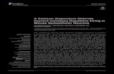 A Calcium-Dependent Chloride Current Increases Repetitive Firing …rua.ua.es/.../1/2018_Martinez-Pinna_etal_FrontPhysiol.pdf · 2018. 5. 16. · Juan Martinez-Pinna juan.martinez-pinna@ua.es
