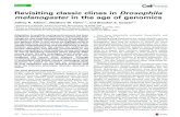 Revisiting classic clines in Drosophila melanogaster in the …...Revisiting classic clines in Drosophila melanogaster in the age of genomics Jeffrey R. Adrion1, Matthew W. Hahn1,2,