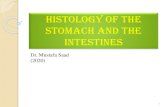 Histology of the Stomach and the Intestines - HUMSC...Histology of the Stomach and the Intestines Dr. Mustafa Saad (2020) 1 2 The wall of the stomach has the same general layout seen