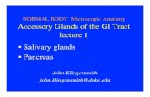 Acc Glands GI Tract lect1 27Oct15...Distinguishing the ! salivary glands" • Parotid has serous acini, lots of striated ducts, ﬁbrous capsule, adipocytes in septa" • Sublingual