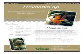 FOLIAGE LANDSCAPES PTY LTD Heliconia sp. · 2017. 11. 17. · Heliconias Heliconias are very popular tropical landscaping plants with some white commonly known as parrot’s beak,