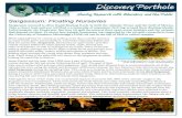 Sargassum: Floating Nurseriesdisl.edu/assets/uploads/education/teacher/OilSpillFactSheets/Sargas… · Sargassum: Floating Nurseries While seaweed may be viewed as nothing more than