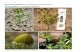 Matricaria discoidea (Disc Mayweed/Pineapple weed) · 2017. 10. 24. · Matricaria discoidea (Disc Mayweed/Pineapple weed) . NATIVE ANNUAL – aromatic, smells nice. Image credits