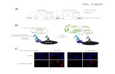 A wild-type pmiR-HSUR4genesdev.cshlp.org/content/suppl/2015/07/28/29.14... · 7/28/2015  · pmiR-HSUR4 antibody Y Y Y Y Y Y Y Y ligation RCA protein B protein A primary antibodies