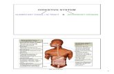 DIGESTIVE SYSTEM - Weebly...Notes,Whiteboard,Whiteboard Page,Notebook software,Notebook,PDF,SMART,SMART Technologies ULC,SMART Board Interactive Whiteboard Created Date 3/24/2016 12:52:08
