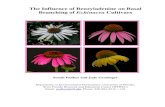 BA on Branching of Echinacea - Fine Report · Echinacea ‘Harvest Moon’ is a moderately branching hybrid and would benefit from increased branching when plants are produced in