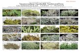 CLADONIACEAE Lichens of Thailand - Field Guides...CLADONIACEAE Lichens of Thailand Sittiporn Parnmen 1,2 , Achariya Rangsiruji 1 , Pachara Mongkolsuk 2 , Kansri Boonpragob 2 & H. Thorsten