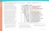 Fungi – eight, eighteen, or even more? - IMA Fungus › track › pdf › 10.1007 › BF03449475(e.g. Cladoniaceae). The asci were found to be inoperculate, opening with a split,