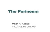 The Perineum - Al-Mustansiriya University...Perineum Muscles External anal sphincter (skeletal muscle) • O: skin an fascia surrounding anus and coccyx • I: perineal body • A: