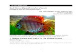 Red Discus (Symphysodon discus) ERSS - FWS...Symphysodon discus, the Red Discus, is a fish native to the Amazon River basin in Brazil. The history of invasiveness is low. S. discus
