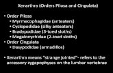 Xenarthra (Orders Pilosa and Cingulata) Order Pilosa … 12 Xenarthrans.pdf · 2013. 10. 3. · Order Pholidota Family Manidae (pangolins) •7 species within genus; Africa, south