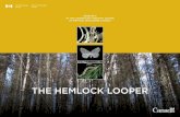 THE HEMLOCK LOOPER · 2020. 7. 31. · HEMLOCK LOOPER. The hemlock looper overwinters at the egg stage. The eggs hatch in late spring, shortly after fir budbreak. There are two types