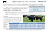 Body Condition Scoring of Beef Cattle · 2019. 5. 1. · ody condition scoring ( S) is the numerical (1-9) scoring system that visually evaluates the amount of condition (subcutaneous
