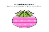 Firecracker - Amazon S3 · 2019. 6. 28. · Title: Firecracker Created Date: 5/30/2019 12:00:24 PM