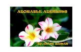 Dr. Anant Raman ADORABLE ADENIUMSadorableadeniums.ramanink.com/adorable_adeniums_book.pdf · 2015. 9. 27. · Adenium Obesum – 2 years old . ADORABLE ADENIUMS 9 Adenium Obesum -3