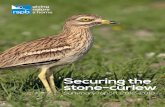 Securing the stone-curlew - The RSPB › globalassets › downloads › documents › conse… · plots are needed to achieve . our vision of a sustainable stone-curlew population.