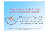 Placental transfer to the foetus of xenobiotics (including ...cwl2004.powerwatch.org.uk/programme/speakers/day1-preece...the human in vitro perfused placenta Time after administration