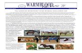 The $2500.00 SPORTPONY STAR SEARCH CHALLENGE CUP · 2015. 7. 27. · Warmblood News 1 Volume XVII, Issue 3 December 2006 The $2500.00 SPORTPONY STAR SEARCH CHALLENGE CUP For many