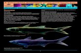 Threadfin salmon - Great Barrier Reef Marine Park...2012/07/11  · threadfin salmon in the Great Barrier Reef World Heritage Area (the World Heritage Area) include: • Spatial protection