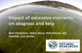Impacts of excessive nutrients on seagrass and kelp · 2017. 9. 28. · 11% of shoreline Understory kelp: 31% of shoreline Floating kelp Stalked kelp Prostrate kelp Mumford 2007.