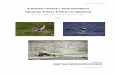 Friends of the Detroit River - Assessment of the Bird or Animal … - Wildlife BUI... · 2017. 2. 22. · Detroit River Gulls, ducks DDE, HCB, PCBs Kalamazoo River Mink, birds PCBs