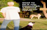 WHILE WALKING YOUR DOG - Jaymi Heimbuch · 2020. 11. 2. · Images by Jaymi Heimbuch, Urban Coyote Initiative. Created Date: 11/2/2020 1:36:06 PM ...