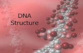 DNA Structure - cusd80.com › ... › 586 › DNA_Structure.pdfDNA replication, as part of the cell cycle, being essential to the molecular basis of heredity in viruses and living