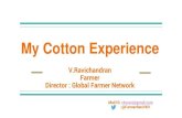 My Cotton Experience · 2020. 11. 3. · Pest menace in pre Bt cotton era Bollworms devastate cotton which reduce yield & inflict huge economic loss Spraying different chemicals (Caleader