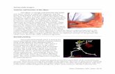 Tommy John Surgery Anatomy and function of the elbow › pdfs › EducationSheetTommyJohnSurgery.pdfPeter Chalmers, MD | June, 2018 Tommy John Surgery Anatomy and function of the elbow