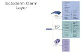 Ectoderm Germ Layer - Dr. Michael Belanich · 2020. 1. 26. · VegT and Veg1 Present in vegetal cortical region Genes required for endoderm and mesoderm formation VegT antisence RNA