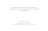 Podocyte hypertrophy precedes apoptosis under experimental ... · Podocyte hypertrophy precedes apoptosis under experimental diabetic conditions Directed by Professor Shin-Wook Kang