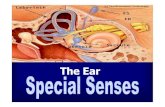 The Ear - Sinoe Medical Associationsinoemedicalassociation.org/AP3/ear.pdf · 2011. 10. 22. · Malleus (hammer) Vestibulocochlear nerve (VIII) (cochlear branch) External auditory