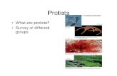 What are protists? • Survey of different groupsguralnl/101Protists.pdf · 2006. 5. 5. · Protists • What are protists? • Survey of different groups. Phylogenetic tree • Diverse