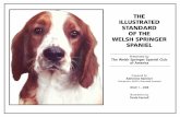ISSUE 1 – 2008€¦ · ISSUE 1 – 2008 Illustrations by Tonia Farnell. Illustrated Standard of the Welsh Springer Spaniel ... Presented by the Welsh Springer Spaniel Club of America