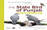 EDITORIAL - Home | RCE NETWORK · 2019. 7. 26. · 5 BOX 1: Hoopoe: Previous State Bird of Punjab Hoopoe (Upupa epops) locally known as Chakki Harhaa (c`kIhwrw, bybydU`K) was the